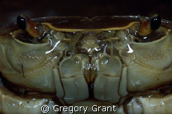 close up of a freshwater crab by Gregory Grant 